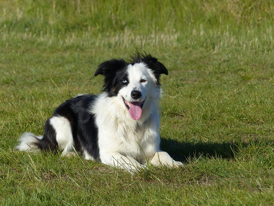 The Best Toys for Border Collies 